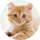 Tipster Redcat